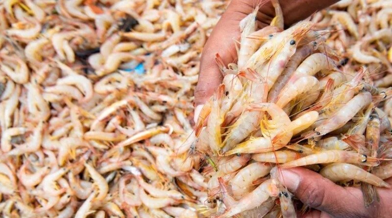 Pakistan Shrimp Farming Targets Seafood Export Growth