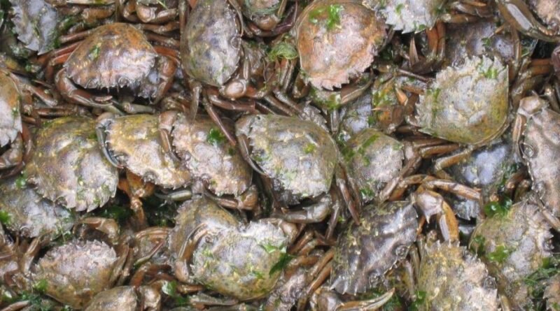 Decameal processing Danish shore crabs into aquaculture feed ingredients and marine protein