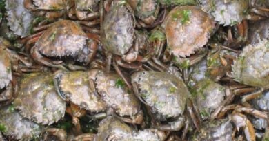 Decameal processing Danish shore crabs into aquaculture feed ingredients and marine protein