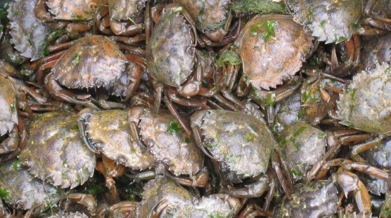 Decameal processing Danish shore crabs into aquaculture feed ingredients and marine protein