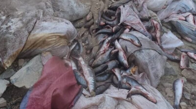 1,700kg of hazardous fish seized by the KP Food Safety Authority in Kohat