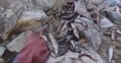 1,700kg of hazardous fish seized by the KP Food Safety Authority in Kohat