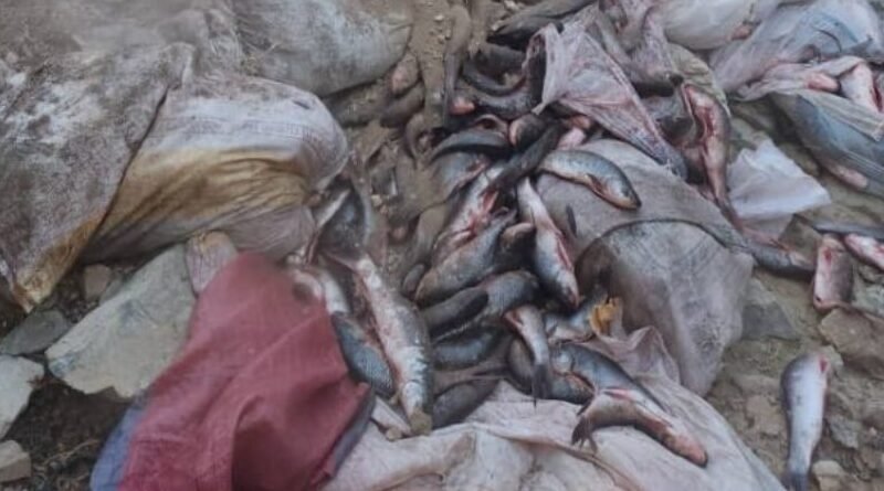 1,700kg of hazardous fish seized by the KP Food Safety Authority in Kohat