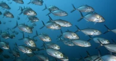 EU Commissioner Costas Kadis visits Greenland to strengthen fisheries and blue economy cooperation