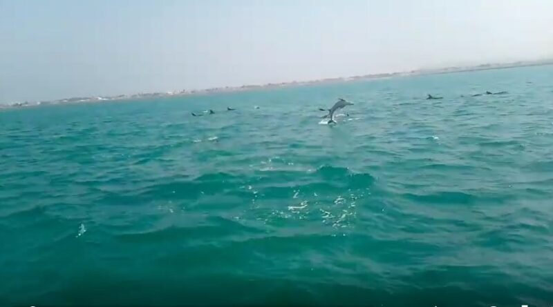 Over 500 dolphins spotted swimming in the coastal waters of West Bay, Pakistan.