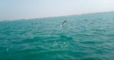 Over 500 dolphins spotted swimming in the coastal waters of West Bay, Pakistan.