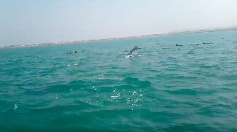 Over 500 dolphins spotted swimming in the coastal waters of West Bay, Pakistan.